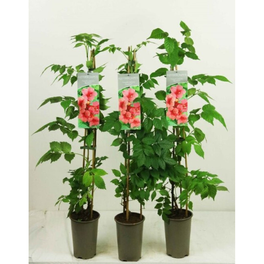 Trumpetranka – Campsis radicans 'Stromboli' - C2 60-80 CM Stick